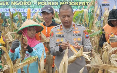 Polres Mojokerto Panen Raya Jagung Hasil Olah Lahan Tidur untuk Ketahanan Pangan