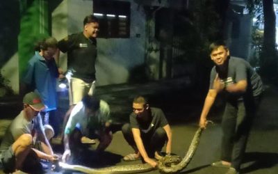 Penemuan Ular Piton Sepanjang 3,5 Meter di Sidoklumpuk, Sidoarjo: Penemuan Ketiga Pasca Banjir