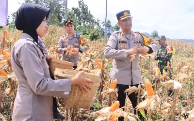 Dukung Ketahanan Pangan Nasional, Kapolres Madiun Bersama Jajaran Melaksanakan Panen Jagung di Desa Ngranget